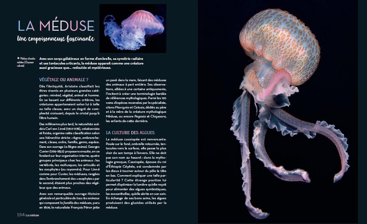Enigmatiques – La vie secrète des animaux les plus impressionnants