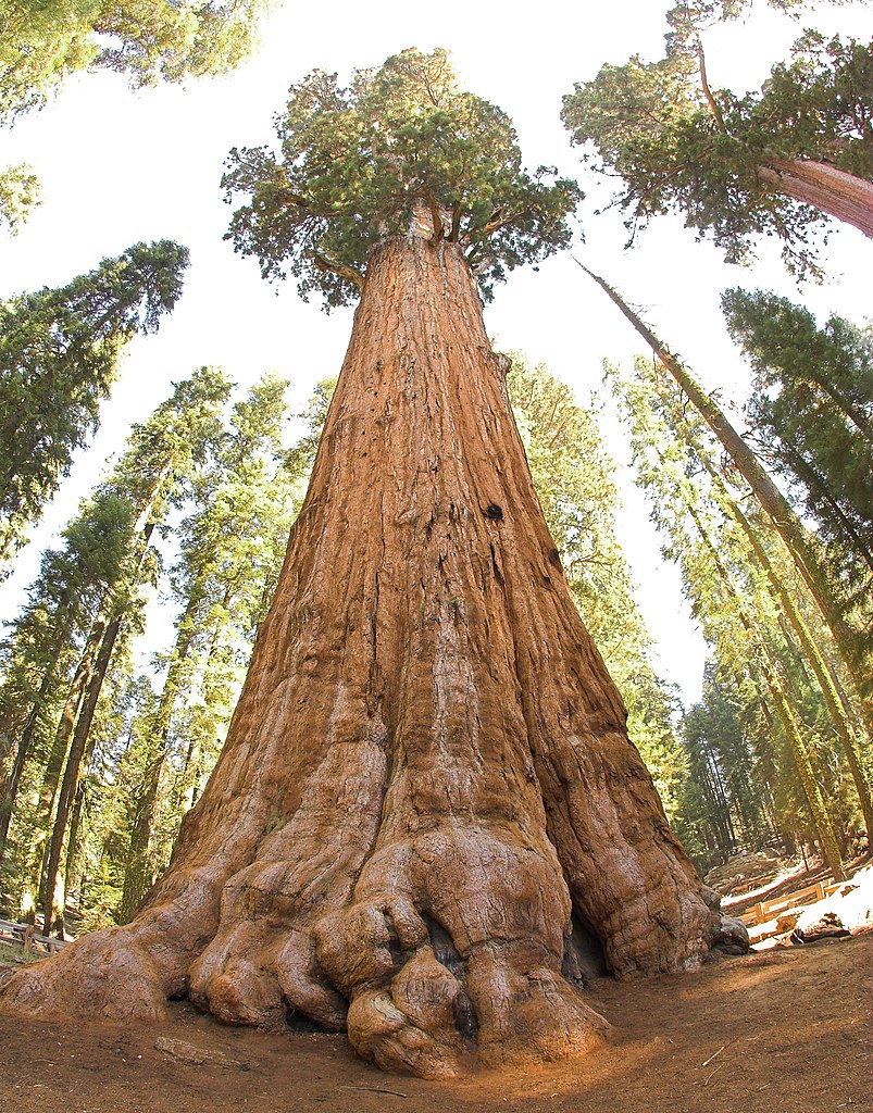 Le séquoia géant General Sherman, situé dans la Giant Forest du parc national de Sequoia en Californie, est l’arbre le plus imposant au monde