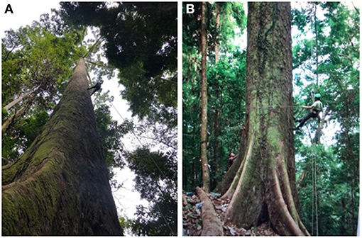 Le Menara est l'arbre tropical vivant le plus haut du monde