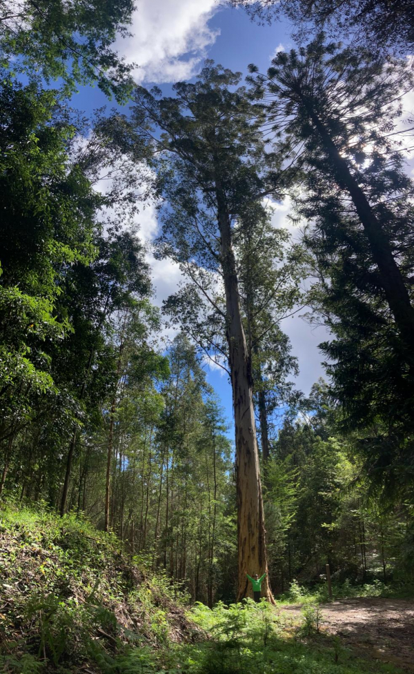 Le Karri Knight, culminant à 73 mètres, est l’arbre le plus haut d’Europe