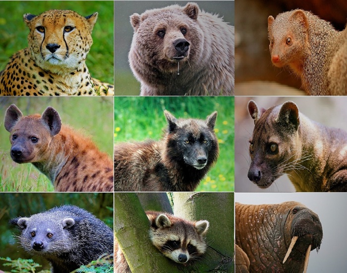 Classement des carnivores par population totale (nombre d'individus)