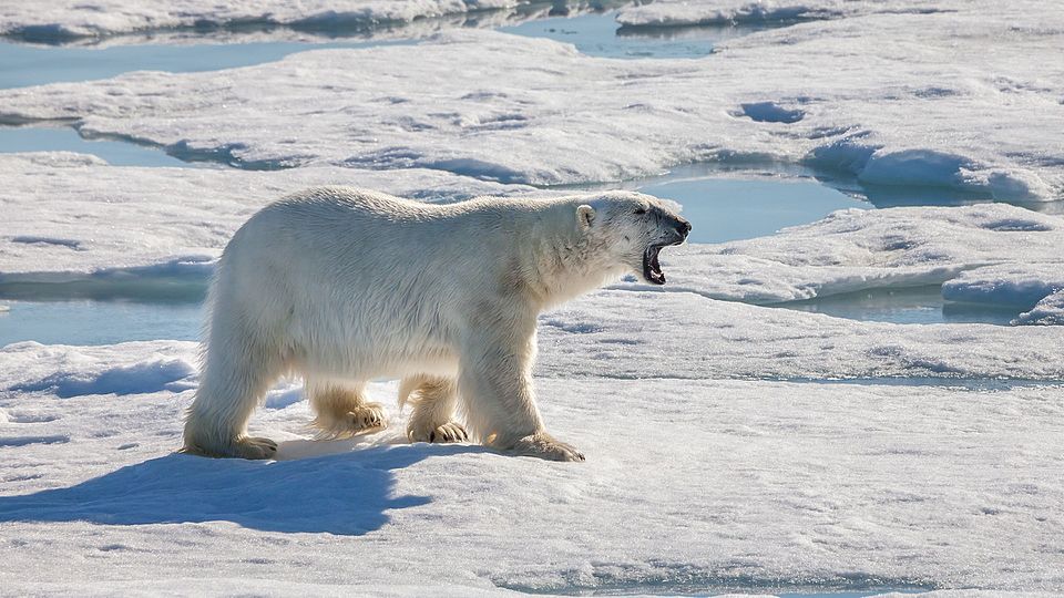 Classement des carnivores terrestres par poids