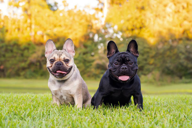 Le Bouledogue français est la race de chien la plus populaire aux États-Unis