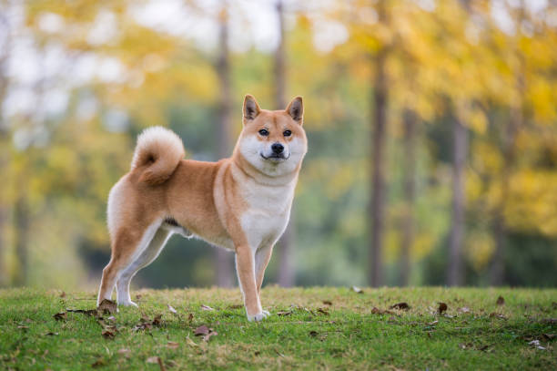 Le Shiba Inu est la race de chien la plus populaire au Japon
