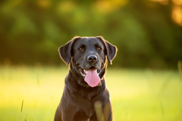 Le Labrador Retriever est le chien le plus populaire au monde