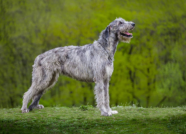 Le Lévrier irlandais (Irish Wolfhound) est souvent considéré comme le plus grand chien du monde