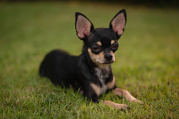 Le Chihuahua est la preuve que la taille ne fait pas le tempérament