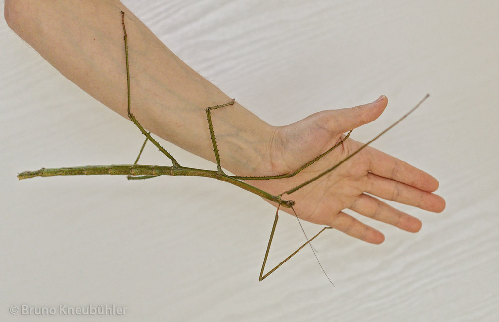 Classement des insectes les plus grands du monde