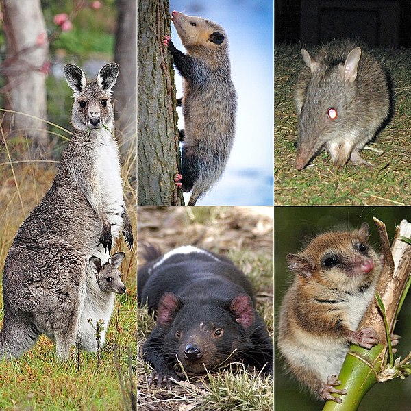 Classement des marsupiaux par population totale (nombre d'individus)