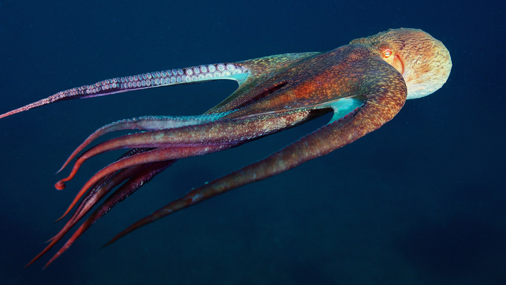 Classement des mollusques les plus grands du monde