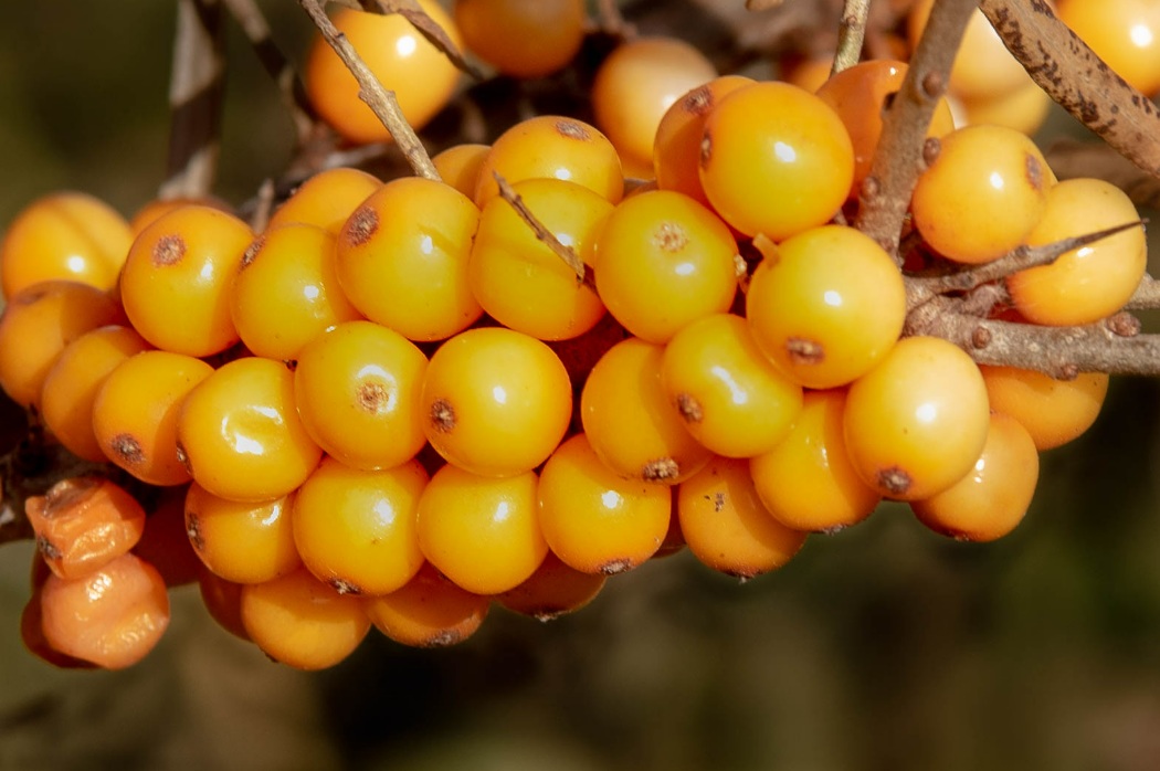 Classement des fruits les plus riches en fer