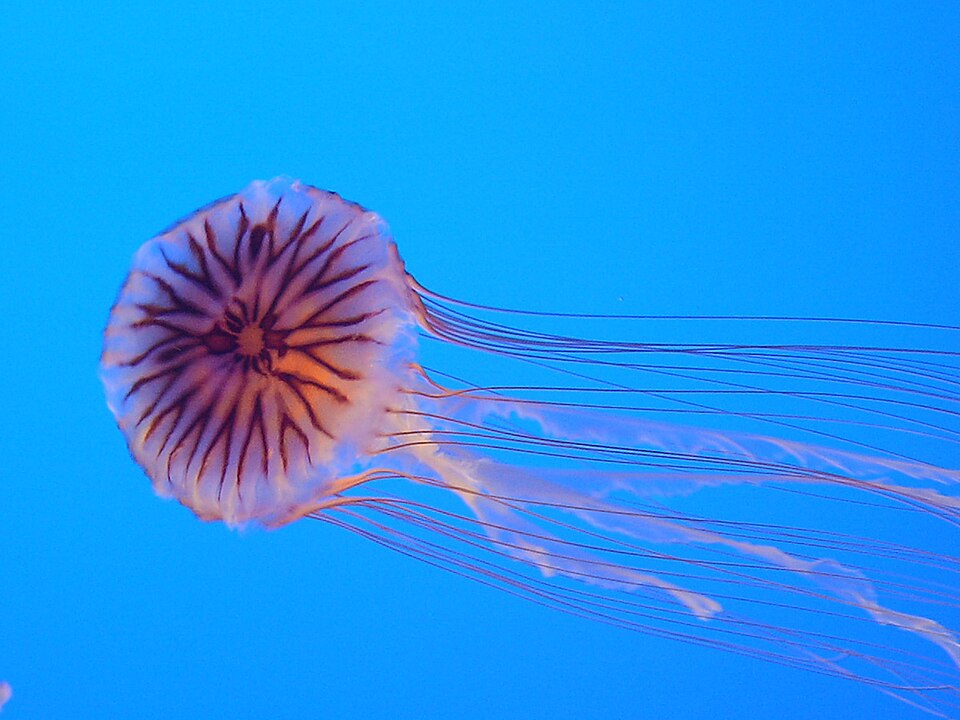 Chrysaora hysoscella exhibe ses rayures brunes caractéristiques sur son ombrelle translucide