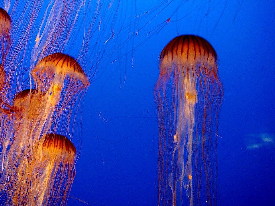 Les tentacules urticants de la méduse rayonnée, regroupés en huit ensembles de trois
