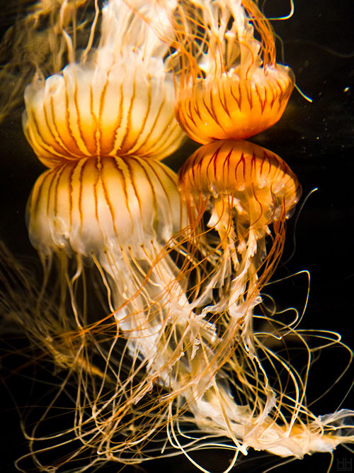 Chrysaora hysoscella profite des courants marins dans les eaux peu profondes de l’Atlantique Nord et de la Méditerranée