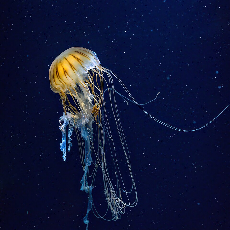 Le cycle de vie complexe de la méduse rayonnée illustre l'adaptabilité des Scyphozoaires dans un écosystème changeant