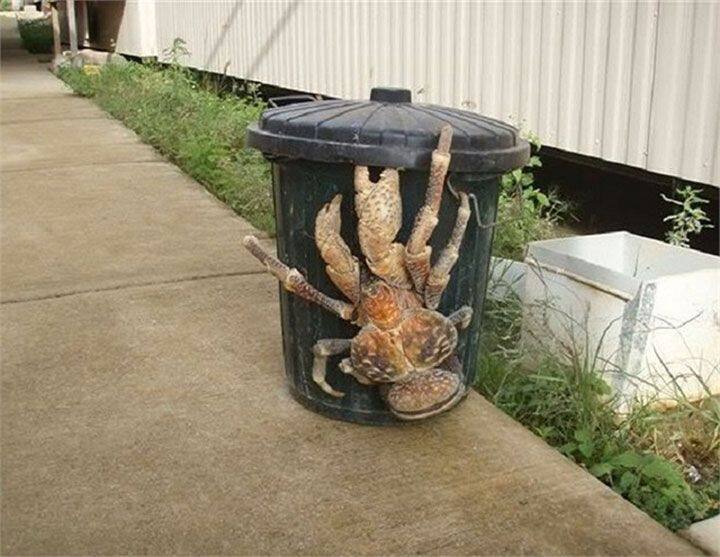 Le crabe de cocotier vit principalement sur les îles tropicales de l’océan Indien et du Pacifique