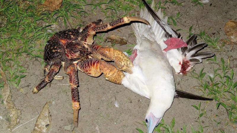 Crabe de cocotier consommant un oiseau marin