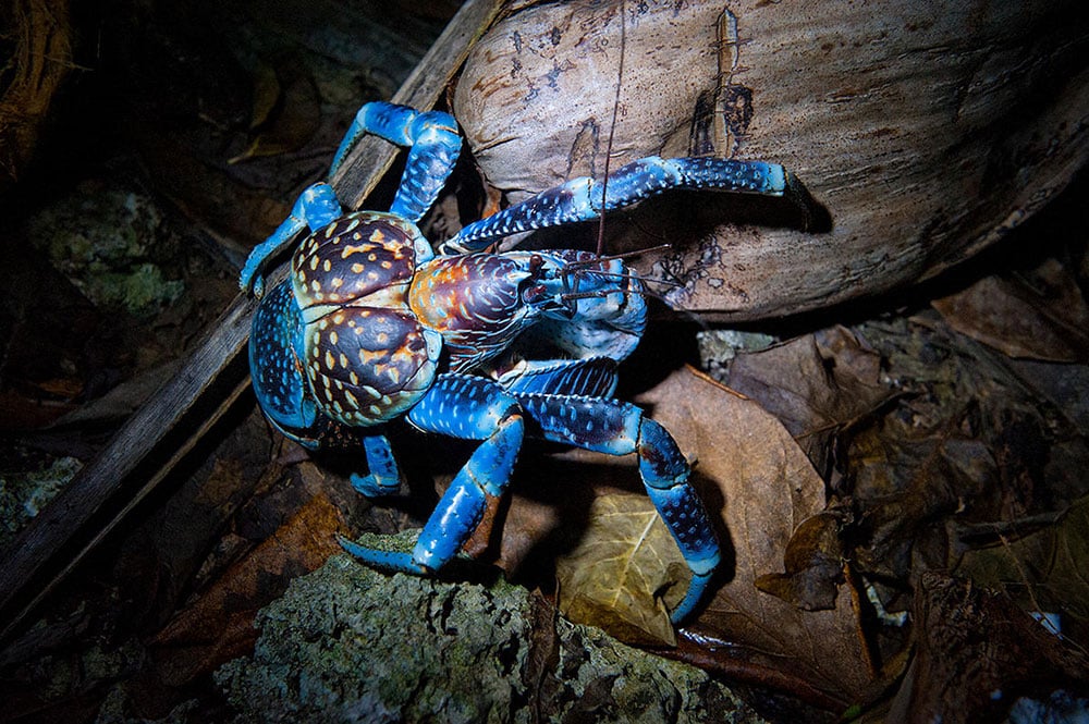 Le crabe de cocotier vit principalement sur les îles tropicales de l’océan Indien et du Pacifique