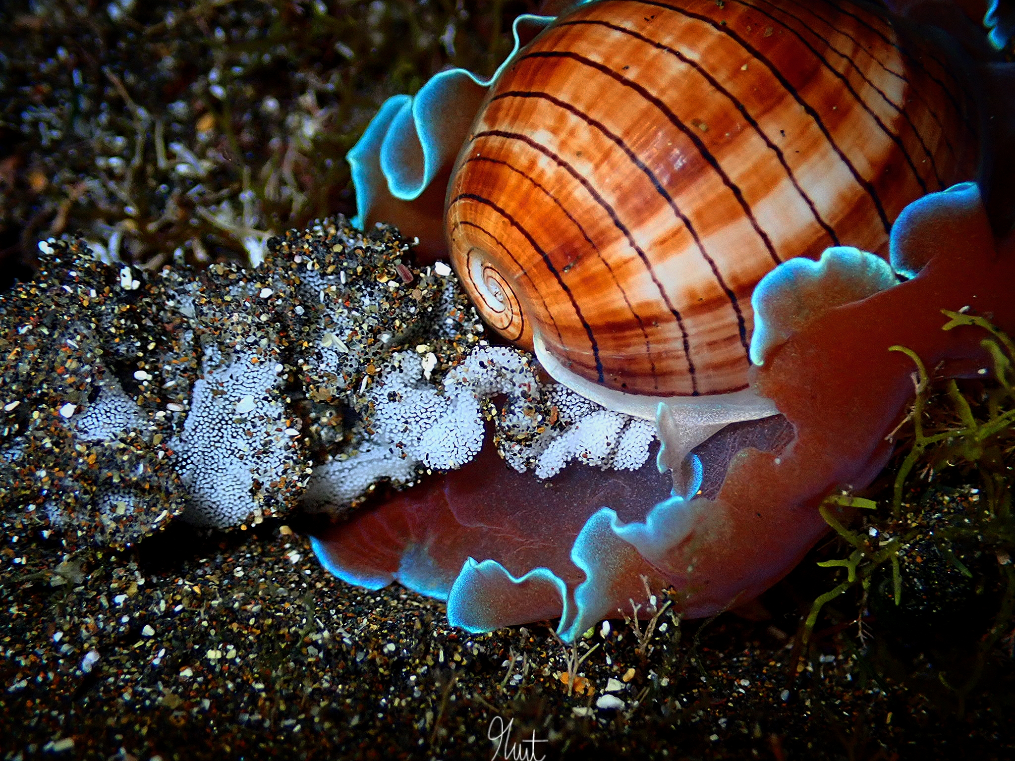 Dans les zones sableuses des récifs, Hydatina physis laisse derrière elle un ruban d’œufs finement enroulé