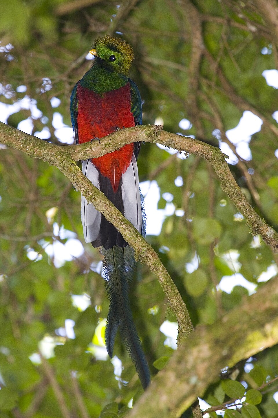 Mâle quetzal resplendissant (Pharomachrus mocinno) au plumage vert irisé et à la longue queue caractéristique