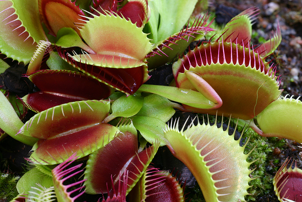 Dionaea Muscipula