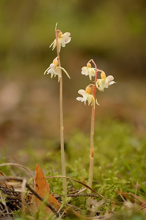 Orchidée fantôme (Epipogium aphyllum)