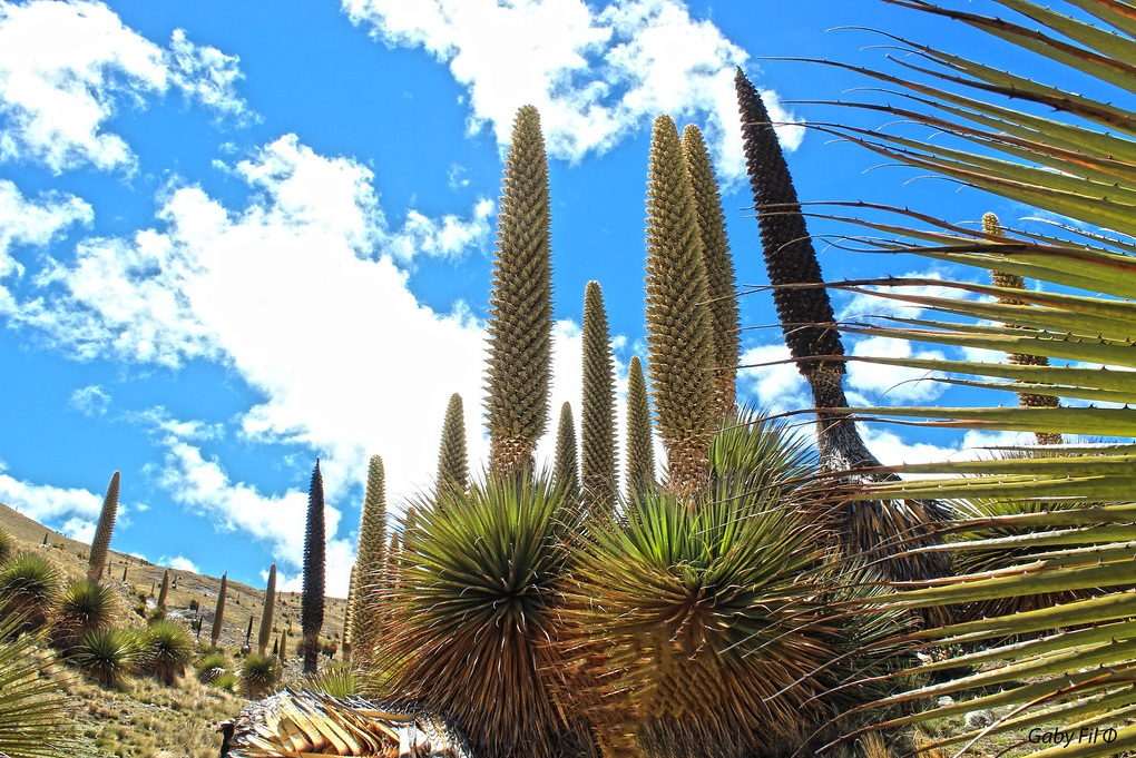 Puya Raimondii