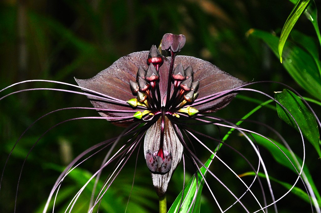 Tacca Chantrieri