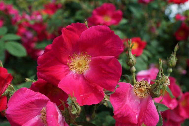 L’églantine rouge, symbole du 1er Mai avant le muguet, incarne la lutte ouvrière et le souvenir des travailleurs tombés lors des revendications sociales du XIXe siècle