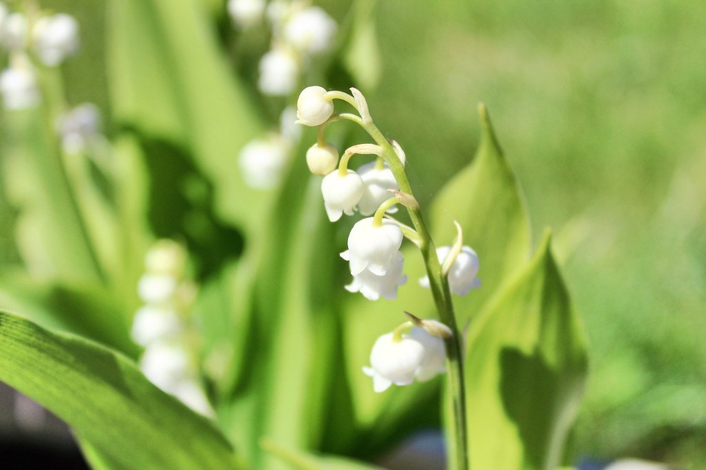 Chaque année, des milliers de brins de muguet sont vendus dans les rues pour célébrer la fête du Travail