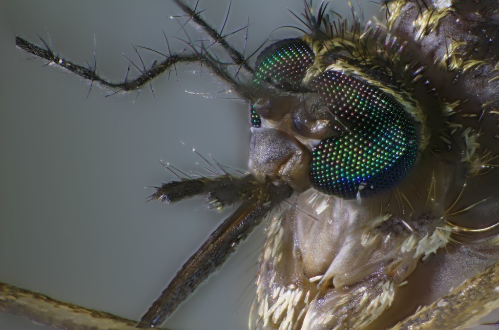 Les moustiques possèdent de grands yeux composés qui leur permettent de détecter mouvements et contrastes