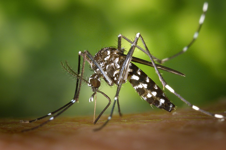 Le moustique tigre représente un vecteur majeur de maladies comme la dengue et le chikungunya